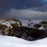 Donna Nook Seals  007
