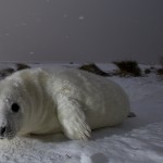 Donna Nook Seals  008