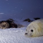 Donna Nook Seals  009