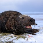 Donna Nook Seals  010