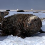 Donna Nook Seals  011