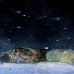 Donna Nook Seals  012