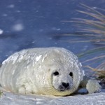 Donna Nook Seals  013
