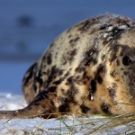 Donna Nook Seals  014