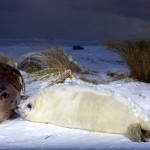 Donna Nook Seals  015