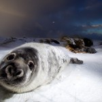 Donna Nook Seals  016