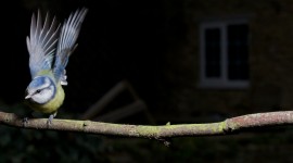 25th February 2011 - Blue Tit