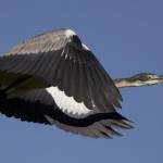 Juvenile Black Headed Heron, Drakensburg, South Africa