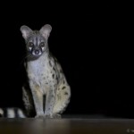 Genet, Mziki, KZN, South Africa