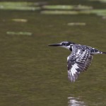 Pied Kingfisher, Mziki, KZN, South Africa