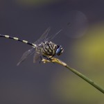 Dragonfly, Mziki, KZN, South Africa