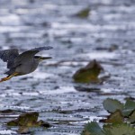 Heron, Mziki, KZN, South Africa
