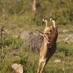 Impala, Mziki, KZN, South Africa