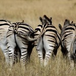 Zebra, Mziki, KZN, South Africa