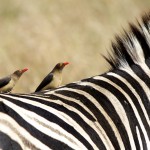South Africa - Drakensburg and KZN