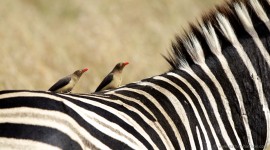 South Africa - Drakensburg and KZN