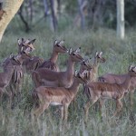 Impala, Ubizane, KZN, South Africa