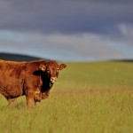 Cow, Drakensburg, South Africa