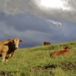 Cows, Drakensburg, South Africa