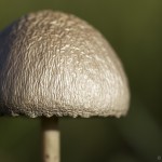 Mushroom, Drakensburg, South Africa