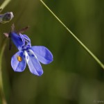 Flower, Drakensburg, South Africa