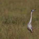 Juvenile Black Headed Heron, Drakensburg, South Africa