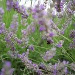 Bees 1