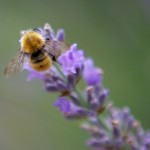 Bees 2