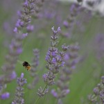 Bees 3
