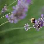 Bees 4
