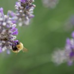 Bees 5