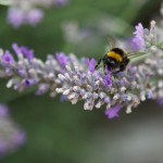 Bees 6