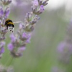 Bees 7
