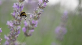 Bees in Lavender