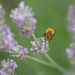 Bees 8