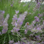 Bees 9