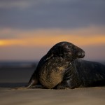 Grey Seals at Donna Nook 2011