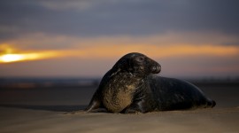 Grey Seals at Donna Nook 2011
