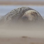 Grey Seals 10