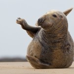 Grey Seals 11