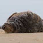 Grey Seals 12