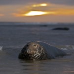 Grey Seals 2