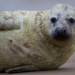 Grey Seals 3