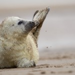 Grey Seals 4