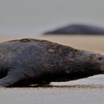 Grey Seals 5