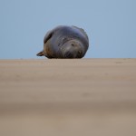 Grey Seals 6
