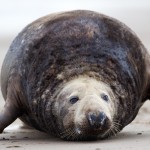 Grey Seals 7