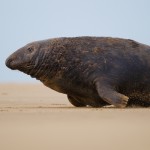 Grey Seals 8