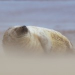 Grey Seals 9