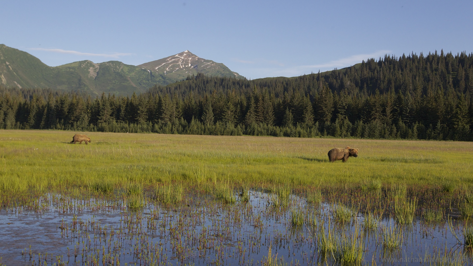 brown bears  u2013 lake clark national park  alaska  u2013 nathan